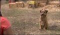 dr dolittle 3-avi_432.jpg